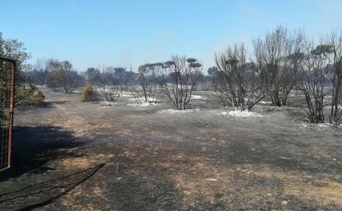 Le prime immagini del dopo incendio che ha devastato la pineta di Castelfusano a Ostia